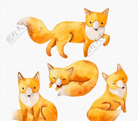 水彩绘狐狸图片