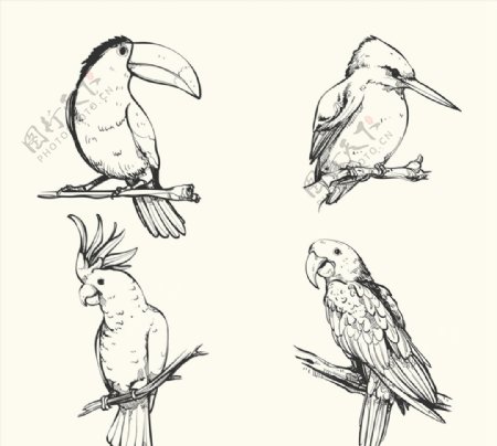 手绘鸟类设计图片