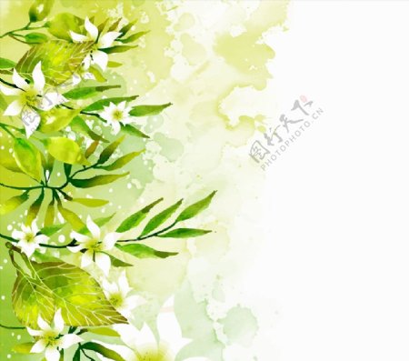 绿色树叶白色花卉图片