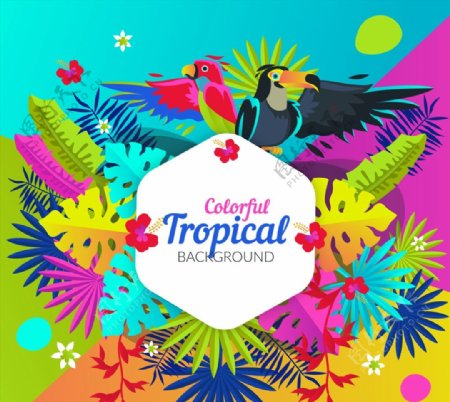 彩色热带花鸟图片