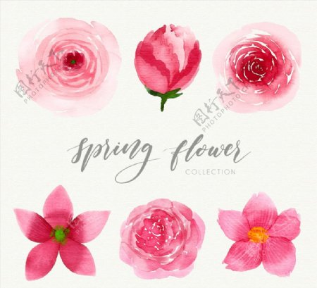 春季粉色花卉图片