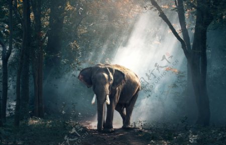 森林大象图片