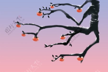 手绘霜降柿子树枝图片