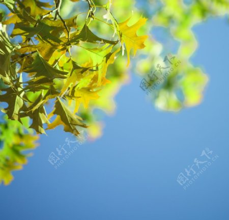 蓝天背景上的枫叶图片