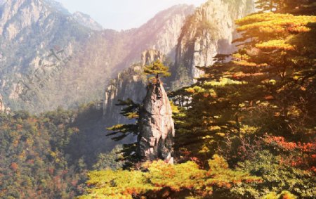 山峰森林树木背景海报素材图片