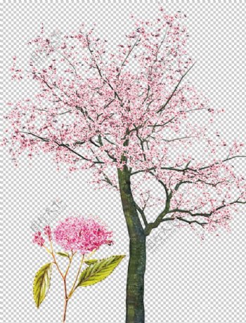 手绘樱花素材图片