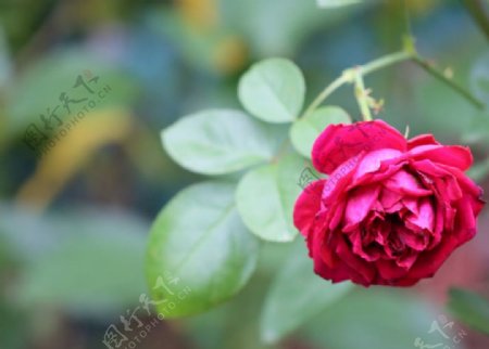 玫瑰花月季玫红色自然图片