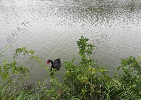 湖面的黑天鹅图片