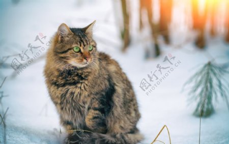 雪地里的小猫咪图片