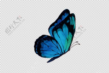 蝴蝶水彩动物生态背景素材图片