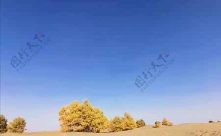 胡杨沙漠蓝天干旱自然奇图片