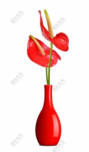 红掌花瓶图片