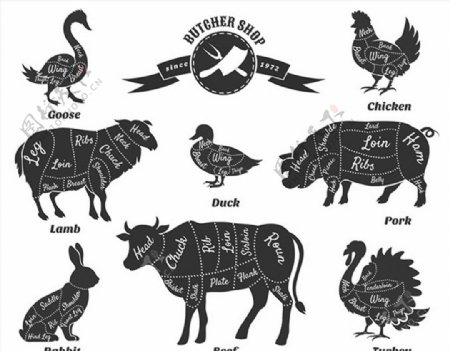 动物肉块注释图片