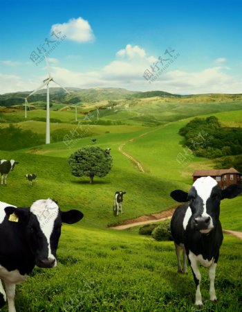 天然奶牛牧场图片