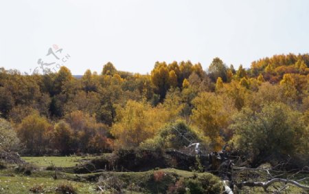 秋季白杨林图片