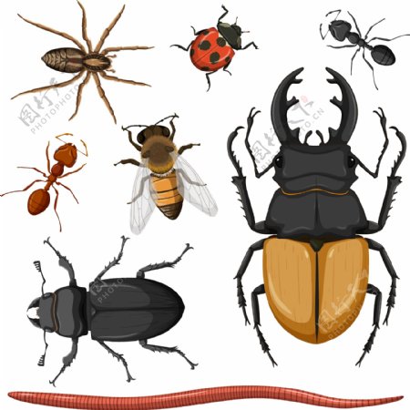 卡通昆虫昆虫蚂蚁恐图片