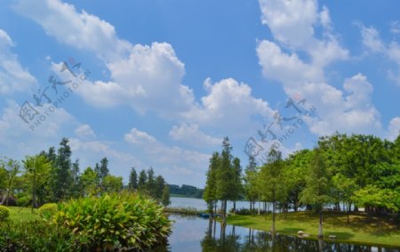 夏天摄影素材蓝天白云绿植图片