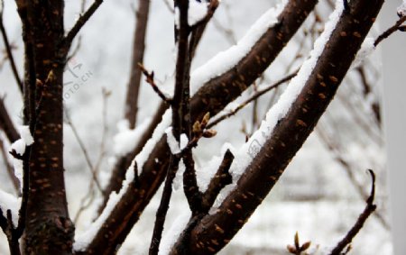 被雪覆盖的树枝图片