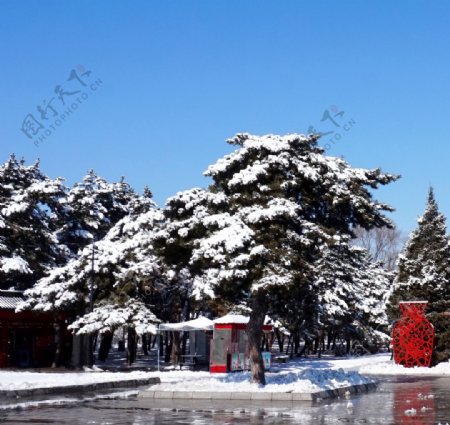 雪后的广场图片