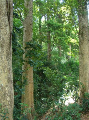 丛林树木图片