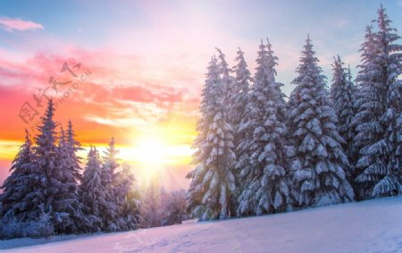 冬日森林风景图片
