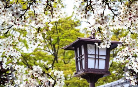 日本樱花图片