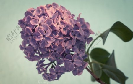 漂亮的紫丁香图片