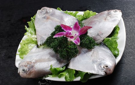 豫菜海昌鱼图片