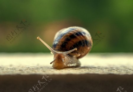 可爱的蜗牛图片