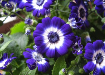 蓝色优雅的瓜叶菊图片