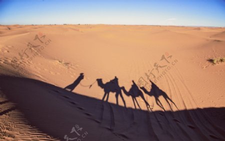 沙漠里的骆驼影子图片