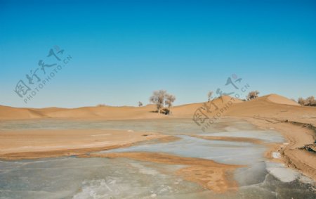 沙漠湖水胡杨图片