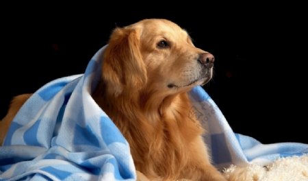 披着毯子的狗图片