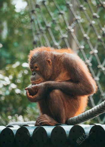 婆罗洲猩猩图片