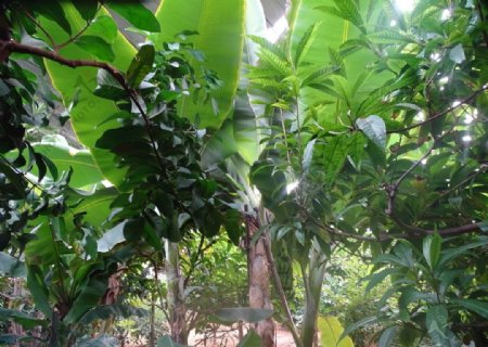 温室里的热带植物图片