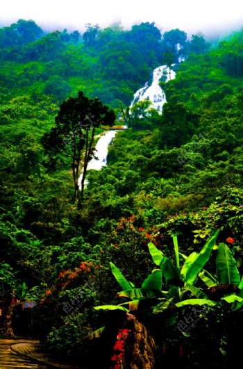 雨林瀑布图片