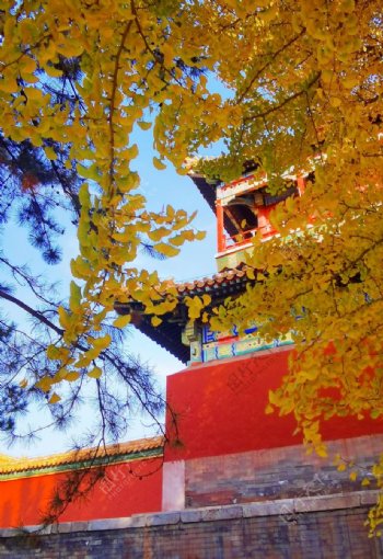 北京紫禁城故宫博物馆银杏图片