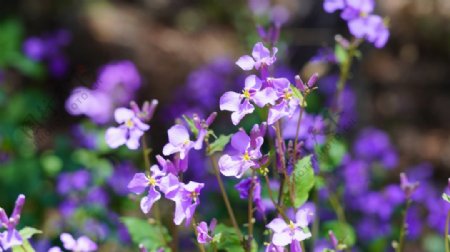 紫色兰花摄影图片