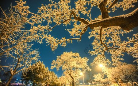 雪景图片