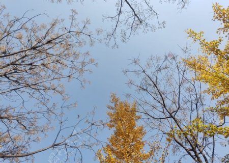 树木与天空图片