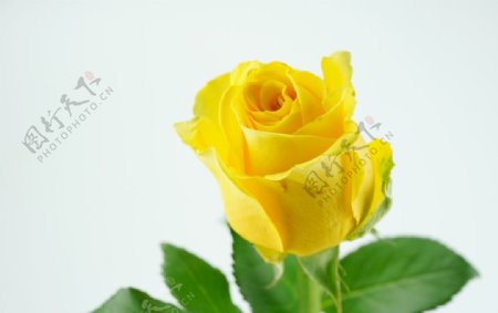 黄玫瑰大图图片