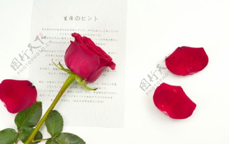 玫瑰花拍摄素材图片