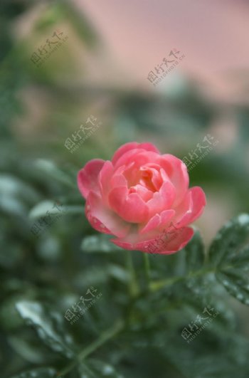 花卉摄影素材娇美粉玫瑰图片