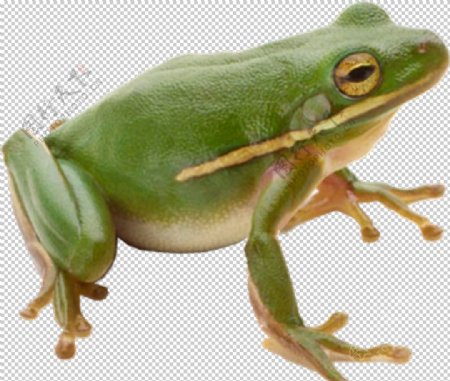 青蛙图片