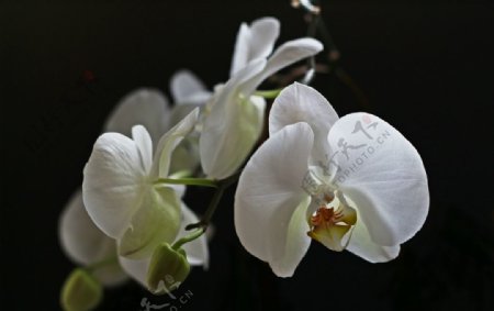 美丽的蝴蝶兰鲜花图片