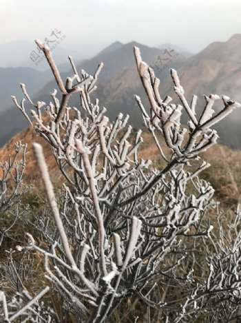 霜冻的树枝图片