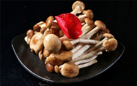 菌类鲜茶树菇图片