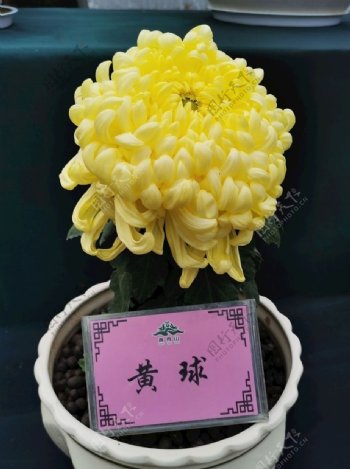 菊科花卉图片