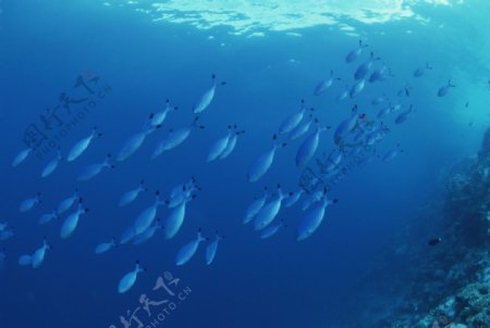 海洋里面的鱼群图片