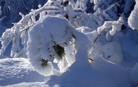 雪景图片